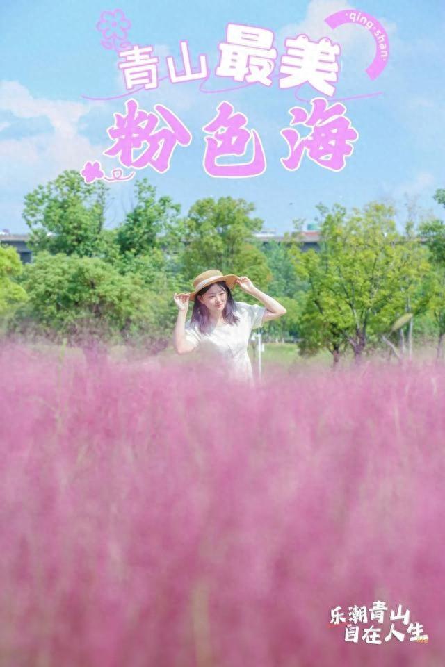 美爆了！粉黛乱子草盛放，快来邂逅青山秋日的温柔与浪漫