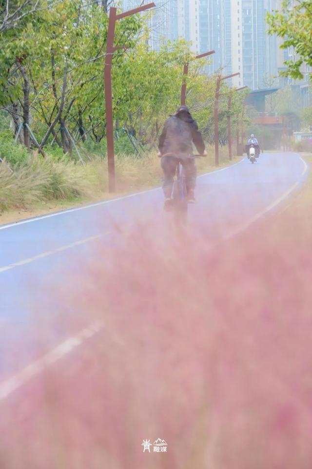 美爆了！粉黛乱子草盛放，快来邂逅青山秋日的温柔与浪漫  第11张