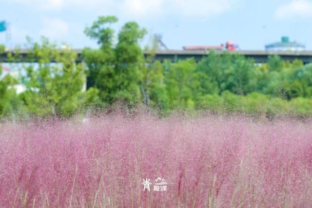 美爆了！粉黛乱子草盛放，快来邂逅青山秋日的温柔与浪漫  第3张