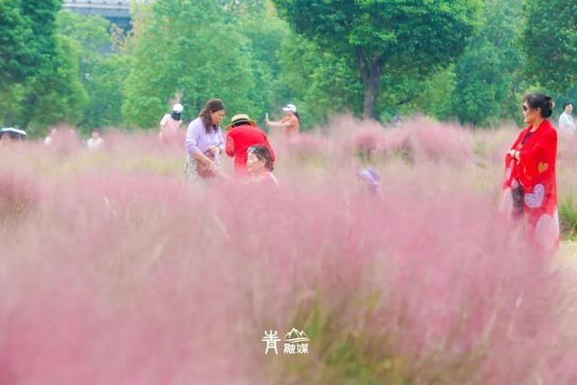 美爆了！粉黛乱子草盛放，快来邂逅青山秋日的温柔与浪漫  第6张