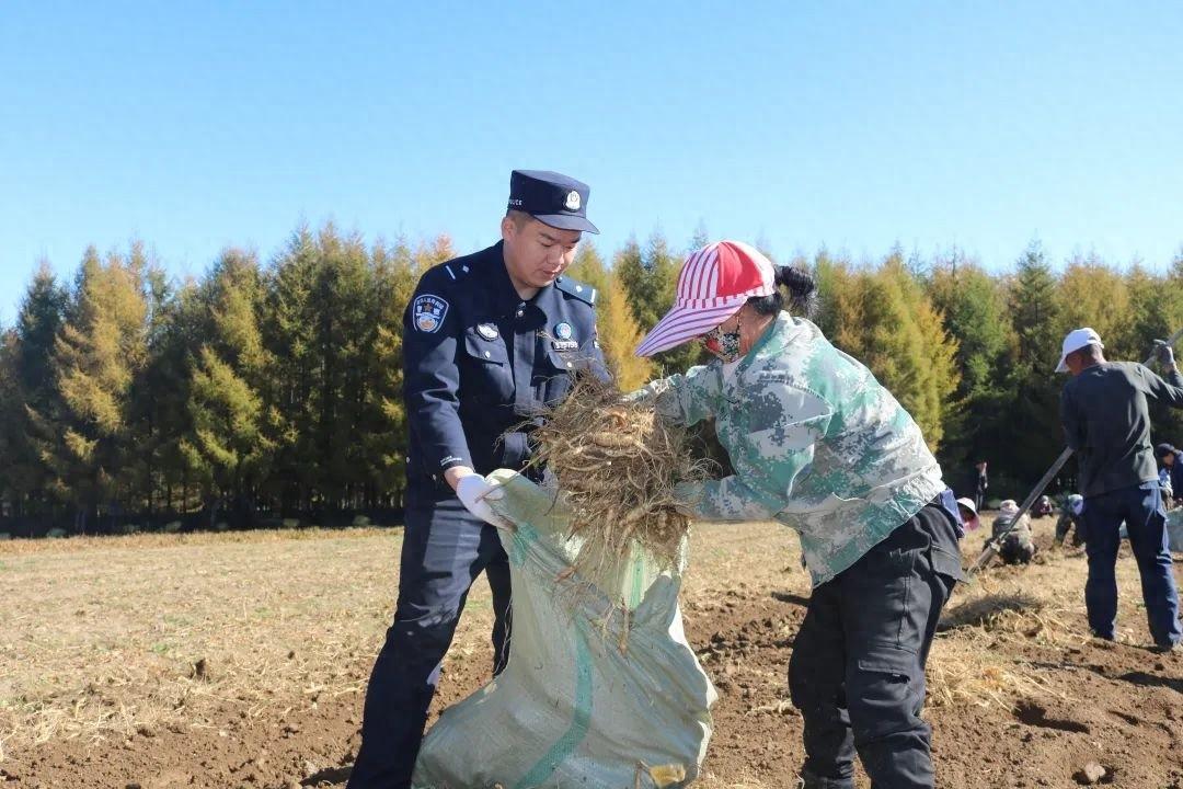 金秋时节，长白县民警化身及时雨助力参农秋收  第1张
