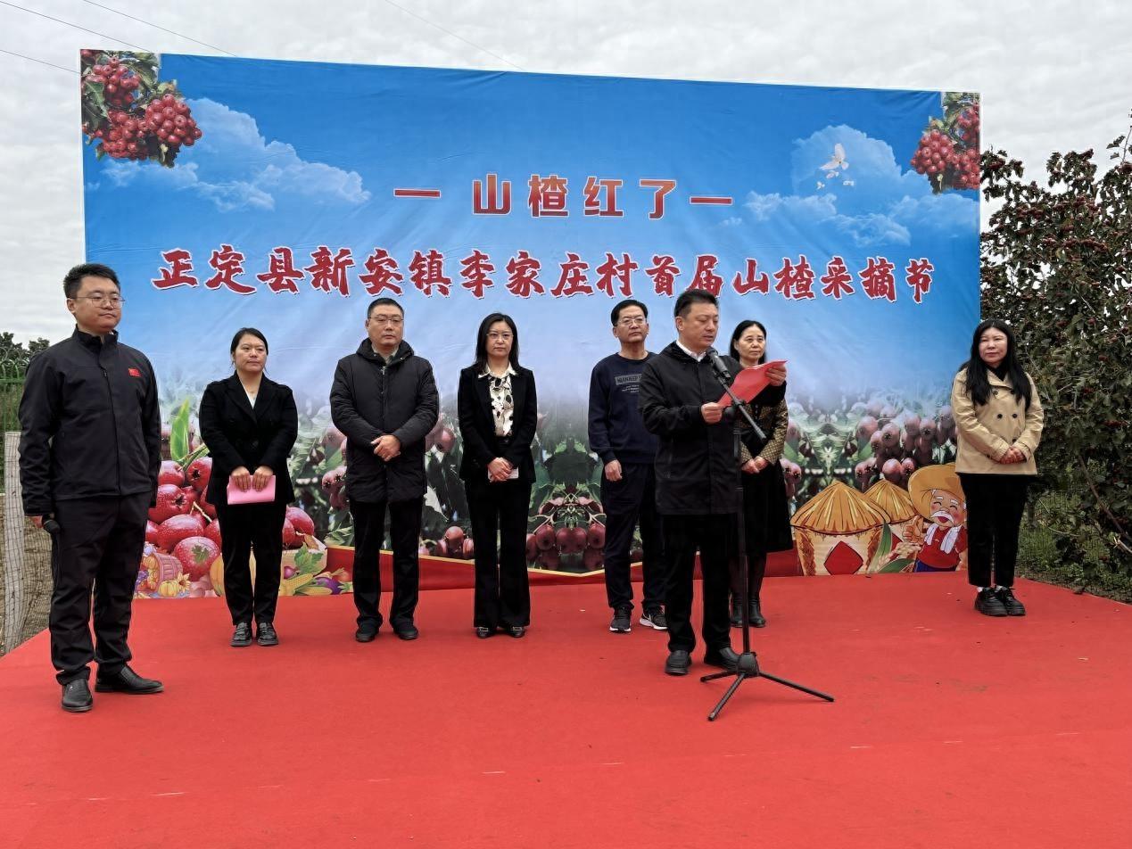快来正定县新安镇李家庄村，体验山楂采摘的乐趣  第1张