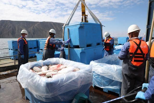青海龙羊峡库区：冷水鱼产业的国际化之路，你了解多少？  第2张