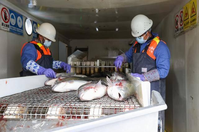 青海龙羊峡库区：冷水鱼产业的国际化之路，你了解多少？  第4张