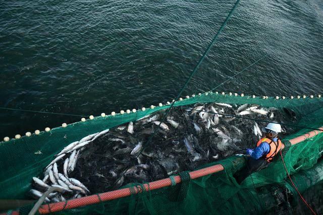 青海龙羊峡库区：冷水鱼产业的国际化之路，你了解多少？  第8张