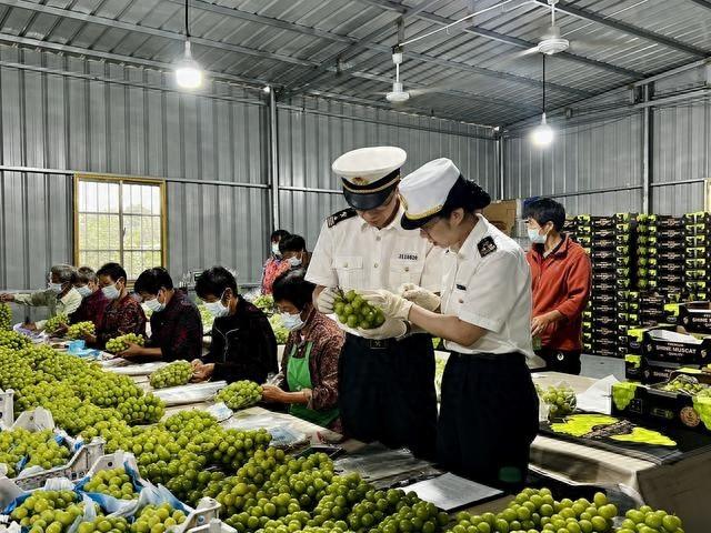 突破！宁波地区种植的葡萄首次出口，背后的故事令人惊叹