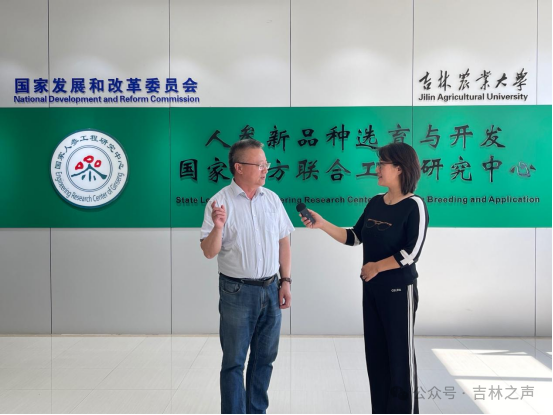 全球人参看中国，中国人参看吉林，吉林人参到底有何独特优势？  第2张