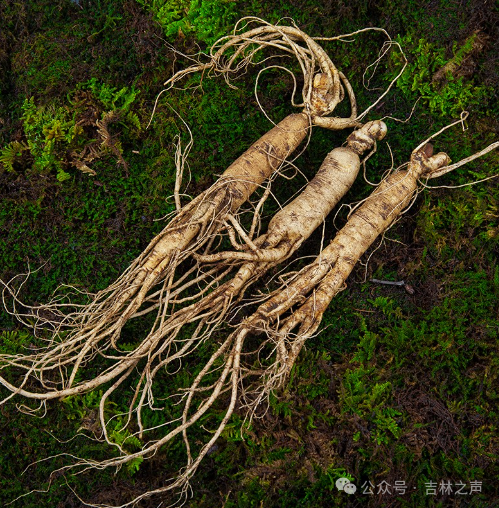 全球人参看中国，中国人参看吉林，吉林人参到底有何独特优势？  第4张