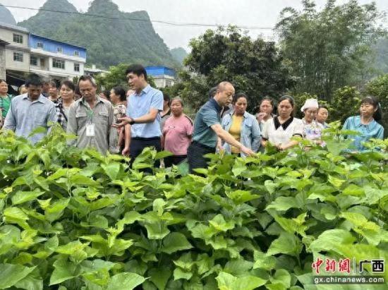 18 名专家深入巴马田间地头，农户直呼：收入增加全靠他们  第1张