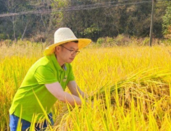 稻谷香，秋收忙：武宁县烟草专卖局助农秋收志愿服务活动进行时  第1张