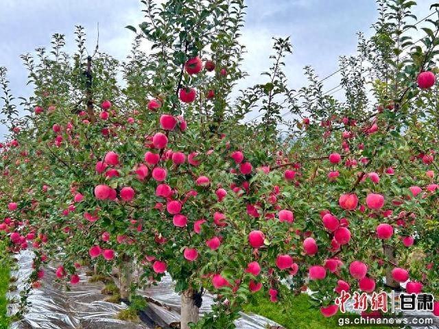 甘肃 150 亩富士苹果每斤 4 至 5 元，还得靠这三大护法  第1张