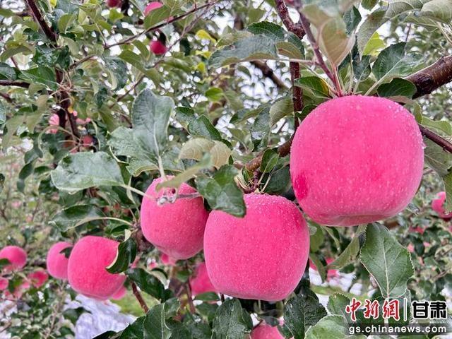 甘肃 150 亩富士苹果每斤 4 至 5 元，还得靠这三大护法  第2张