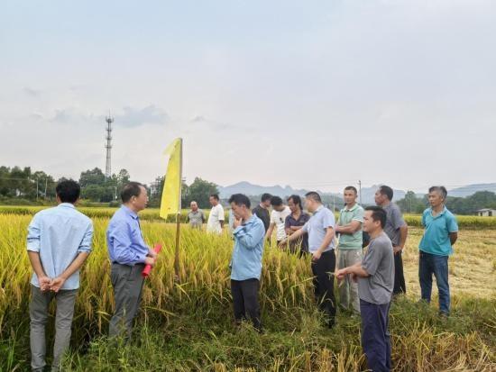 江西会昌：烟稻轮作新模式，实现粮烟双丰收