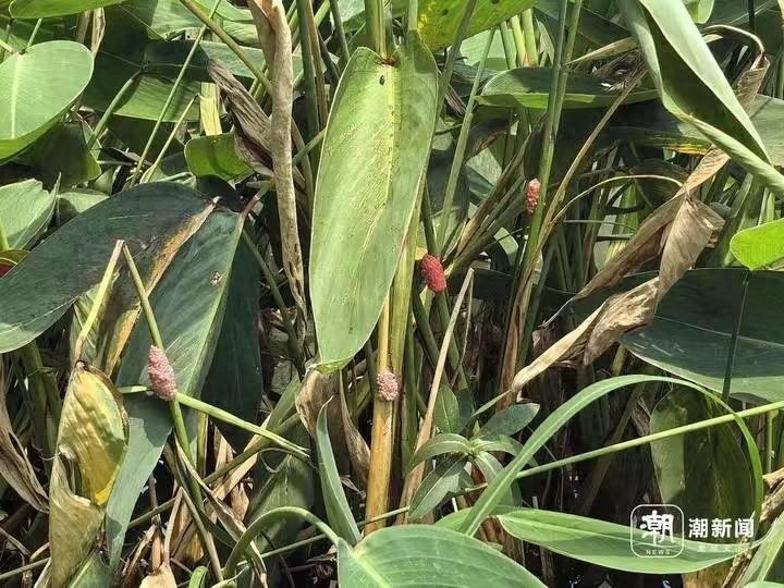 注意！生态杀手来袭，福寿螺和加拿大一枝花正在破坏杭城生态平衡  第1张