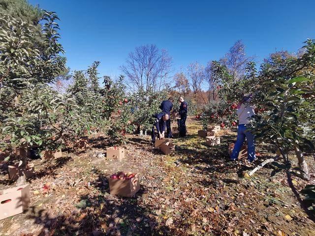 金秋丰收季，董大姐家苹果滞销，民警伸援手解燃眉之急  第2张