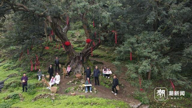 20 多国青年代表走进浙江，只为这棵全世界最老的树  第4张