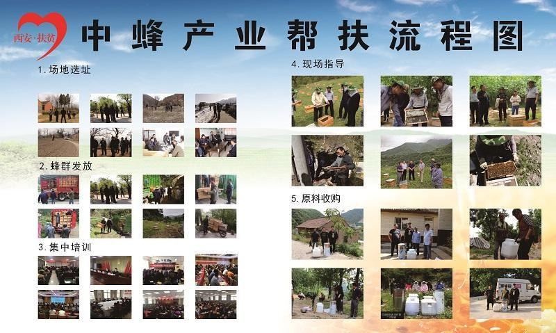 秦岭中蜂产业：传统技艺与现代帮扶共筑甜蜜事业  第2张
