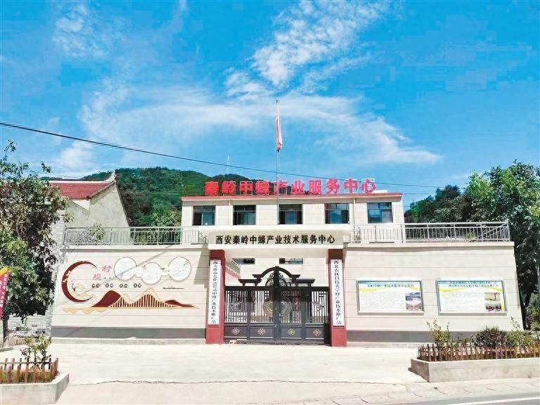 西安秦岭中蜂产业：乡村振兴的甜蜜事业，你还不来尝尝？  第1张