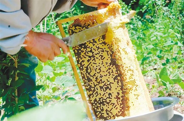 西安秦岭中蜂产业：乡村振兴的甜蜜事业，你还不来尝尝？  第2张