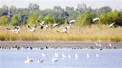 50 万只候鸟过境！天津湿地迎来秋冬季迁徙高峰，你准备好了吗？