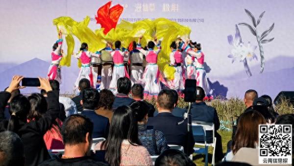 龙陵紫皮石斛采收节盛大启动，打造全国石斛产业中心