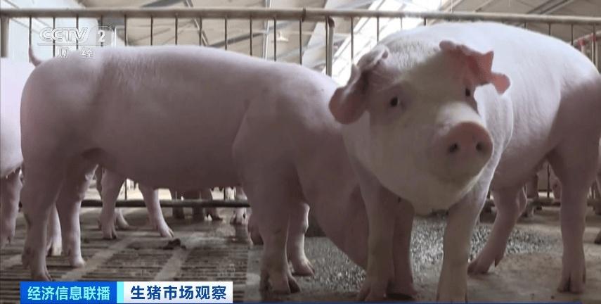 10 月生猪价格回落，头均盈利仍超 400 元，你还在等什么？  第2张