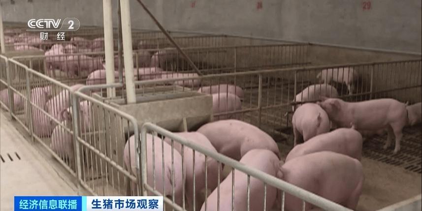 10 月生猪价格回落，头均盈利仍超 400 元，你还在等什么？  第4张
