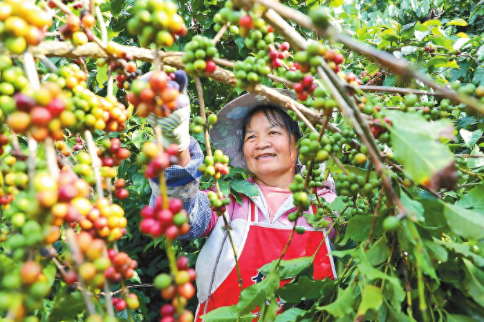 10.35 万亩咖啡鲜果成熟！咖农采摘忙，收入超 10 万