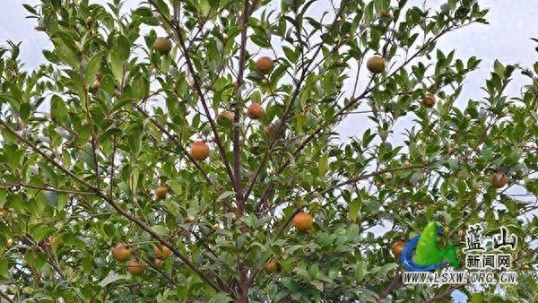 今年蓝山县油茶喜迎丰收，平均亩产量增加 327.7%，小小茶果成富民强农产业