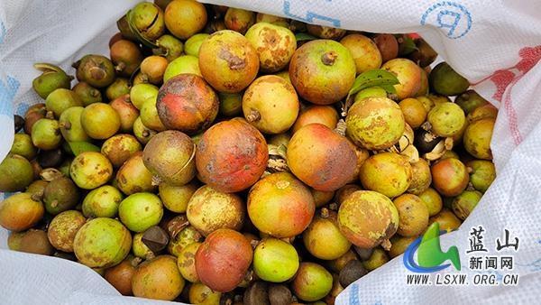今年蓝山县油茶喜迎丰收，平均亩产量增加 327.7%，小小茶果成富民强农产业  第2张