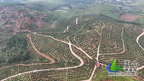 今年蓝山县油茶喜迎丰收，平均亩产量增加 327.7%，小小茶果成富民强农产业  第3张