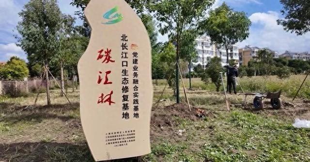 崇明区检察院首次以补植复绿方式替代修复受损生态环境，迈出坚实一步  第1张