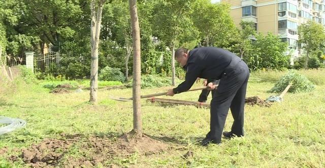 崇明区检察院首次以补植复绿方式替代修复受损生态环境，迈出坚实一步  第2张