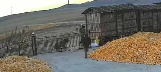 黑龙江一村庄突发东北虎伤人事件，村民生命安全受威胁  第1张