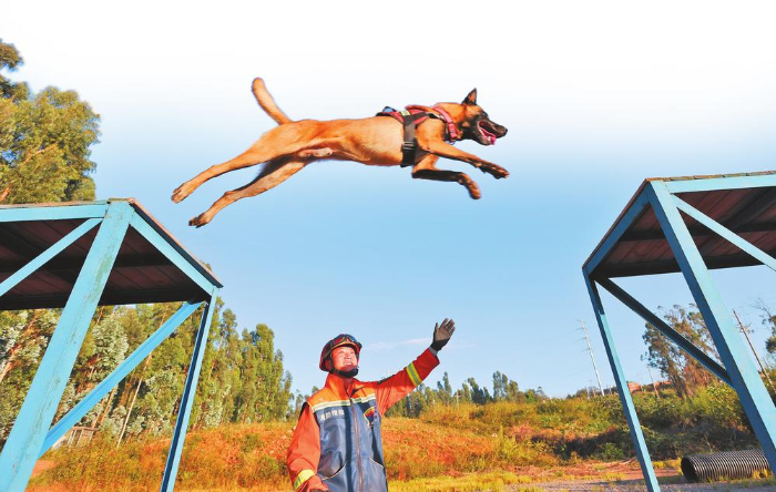 训犬员与搜救犬：6 年训练上万次，只为成为最默契的战友  第2张