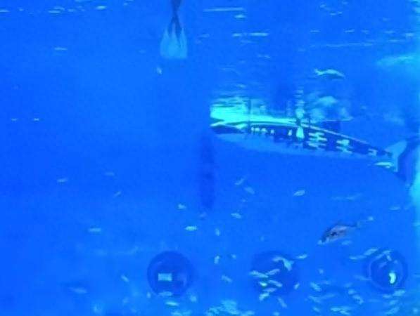 海洋馆展出的鲸鲨竟然是假的？这是时代趋势还是无奈之举？
