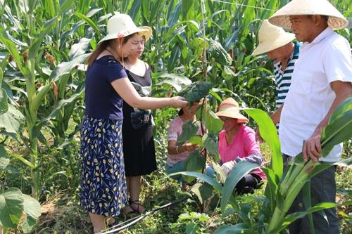 华泰臻品果蔬：全国绽放光彩，助力贫困群众共奔致富路  第3张