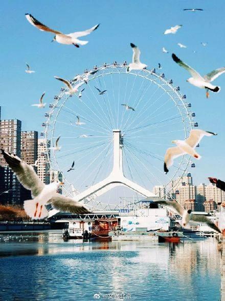 从西伯利亚来的老朋友，你见过吗？快来天津，与海鸥共赴冬日浪漫之约  第2张