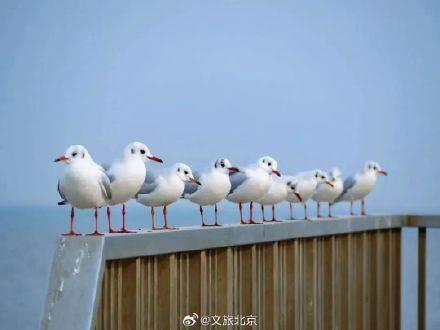 从西伯利亚来的老朋友，你见过吗？快来天津，与海鸥共赴冬日浪漫之约  第4张