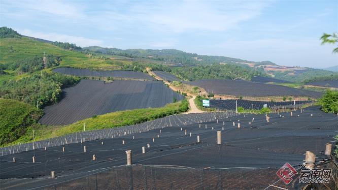 5000 余亩药园子，16 年坚守，马康寿家门口务工创造财富神话  第2张