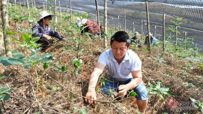 5000 余亩药园子，16 年坚守，马康寿家门口务工创造财富神话  第3张