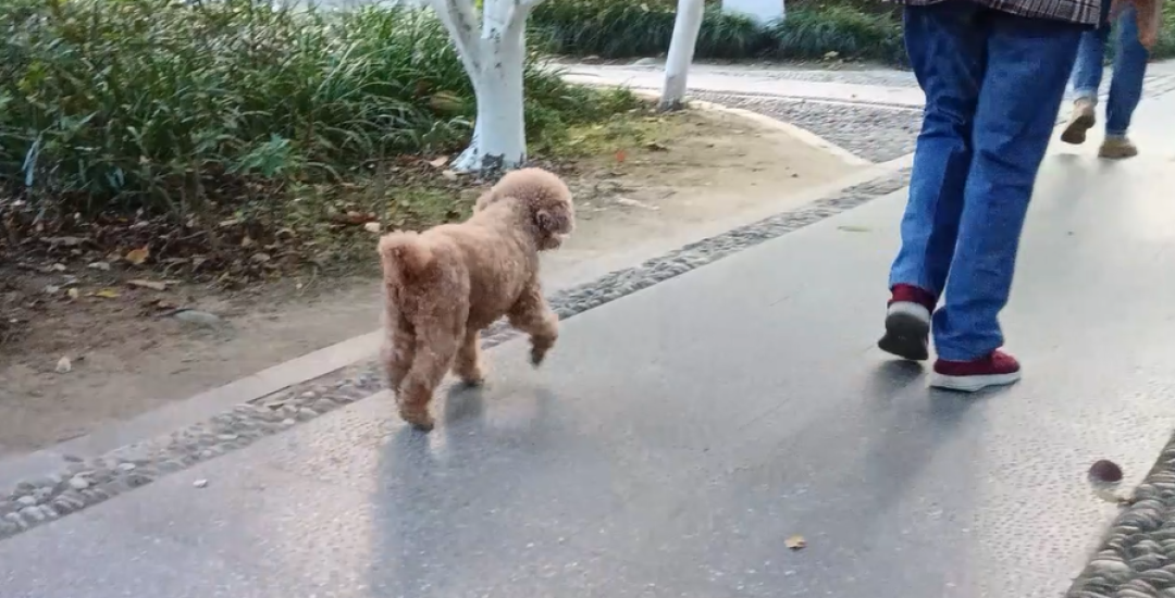 文明养犬为何如此之难？不文明养犬行为何时休？  第4张