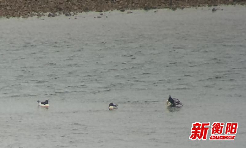 湖南衡山萱洲国家湿地公园迎来南迁候鸟，中华秋沙鸭、小天鹅等齐聚一堂