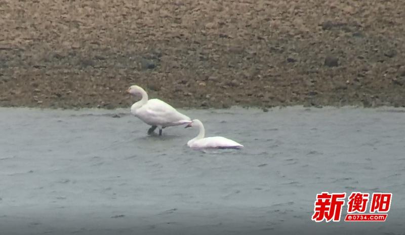 湖南衡山萱洲国家湿地公园迎来南迁候鸟，中华秋沙鸭、小天鹅等齐聚一堂  第2张