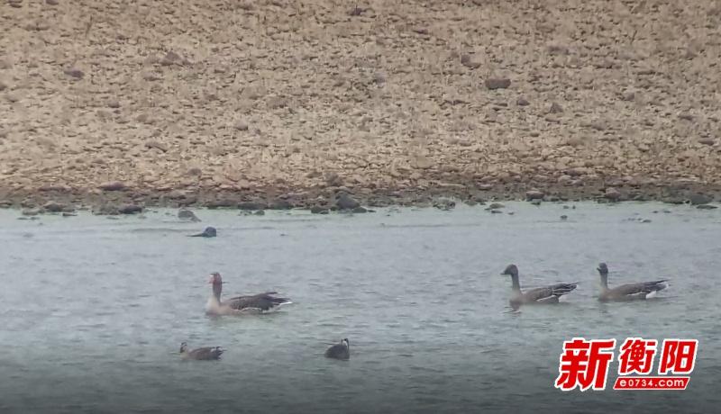 湖南衡山萱洲国家湿地公园迎来南迁候鸟，中华秋沙鸭、小天鹅等齐聚一堂  第3张