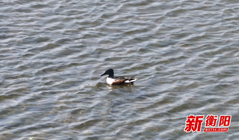 湖南衡山萱洲国家湿地公园迎来南迁候鸟，中华秋沙鸭、小天鹅等齐聚一堂  第4张