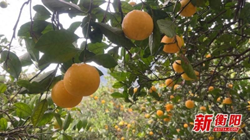 70 岁老人种出致富金果果，耒阳冰糖橙香飘千里  第1张