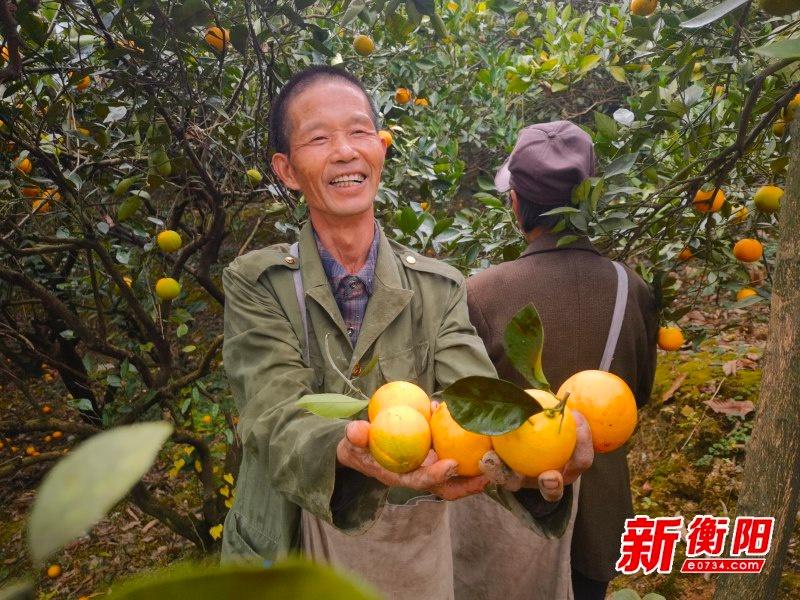 70 岁老人种出致富金果果，耒阳冰糖橙香飘千里  第2张