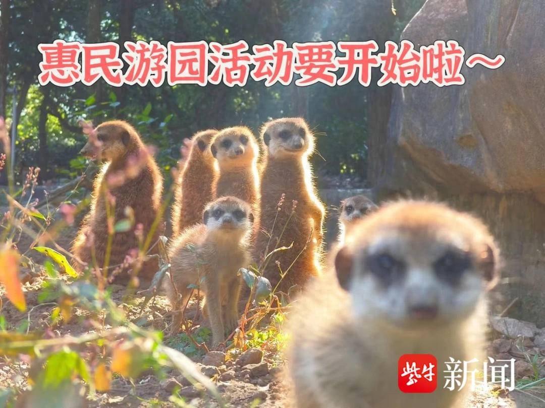 限时报名！3.5 万个南京红山森林动物园惠民游园名额等你来抢