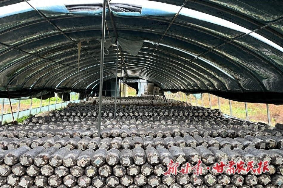麦积区马跑泉镇东柯村：平菇种植开启致富新途径